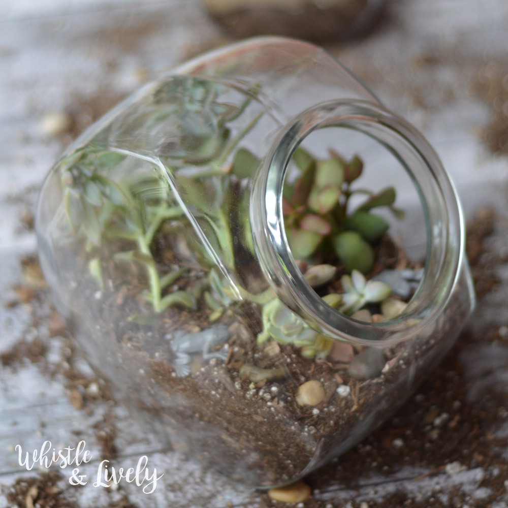 Treat Jar Terrarium: Using a few supplies, turn a treat jar into a pretty terrarium, complete with "wildlife." Succulents are a perfect beginner plant! 