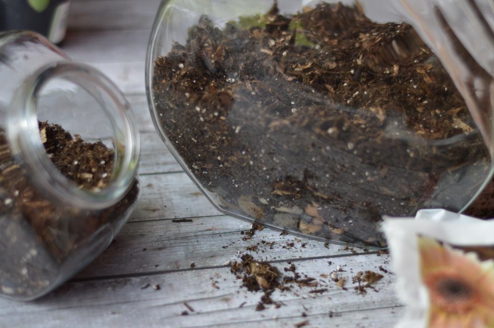 Treat Jar Terrarium: Using a few supplies, turn a treat jar into a pretty terrarium, complete with "wildlife." Succulents are a perfect beginner plant! 